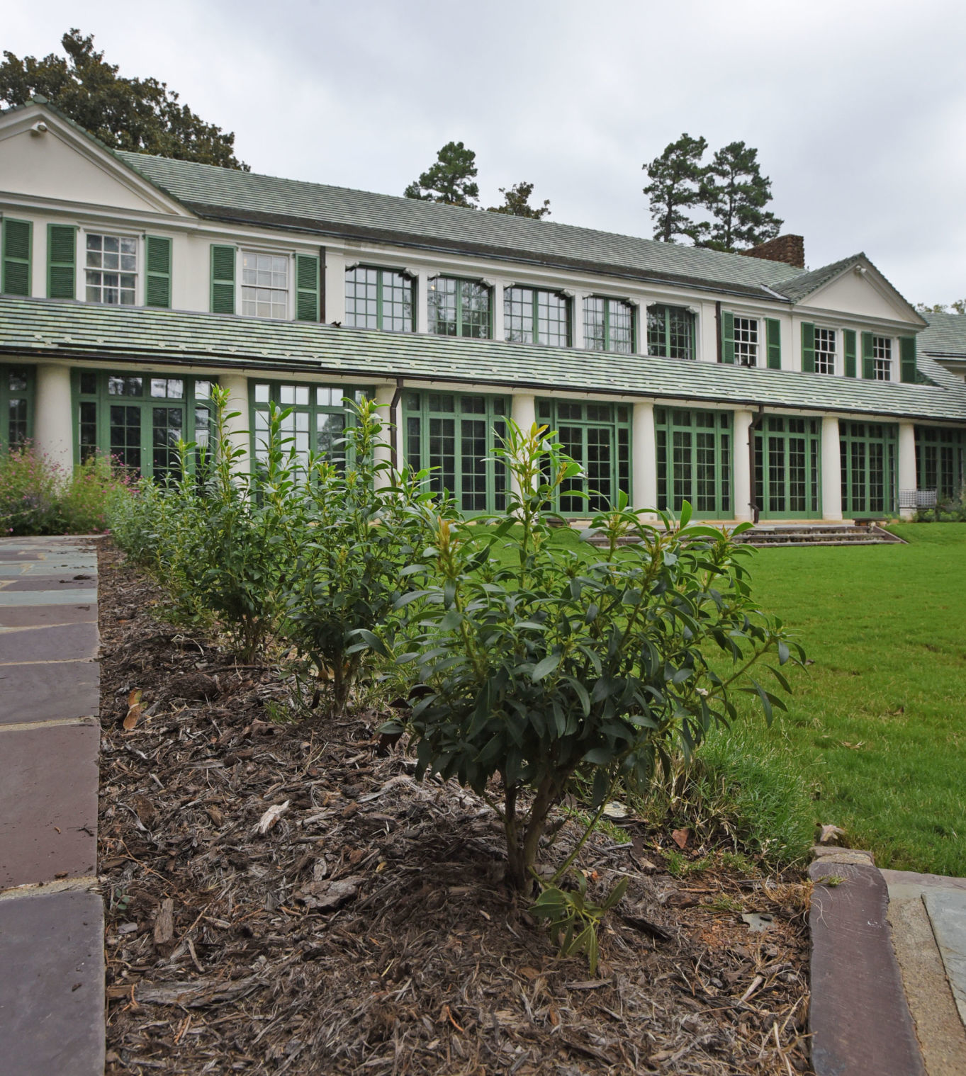Reynolda Boxwoods